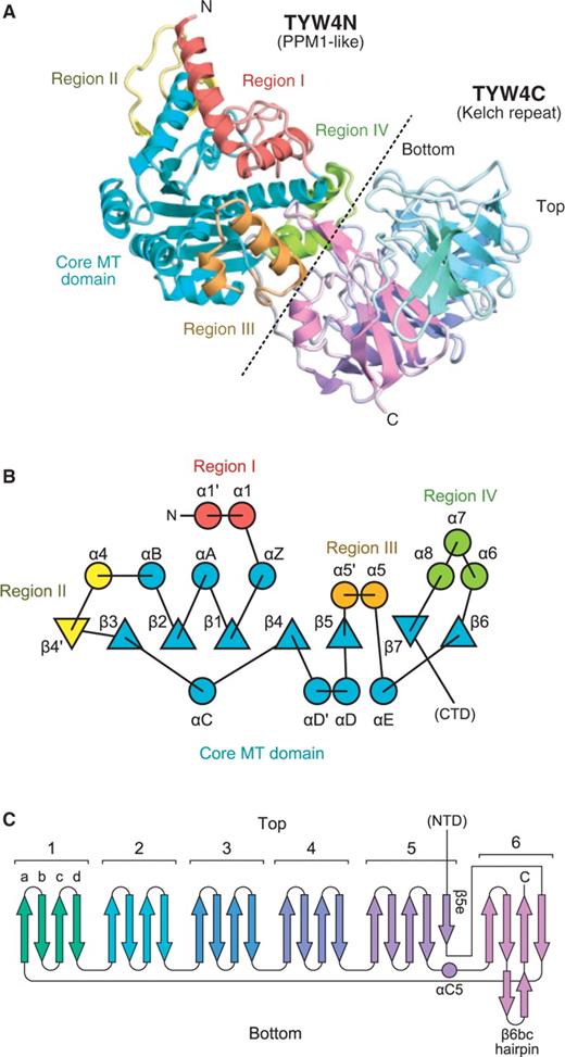Overall structure of TYW4. (A) Ribbon representation of the crystal structure of TYW4 in the apo form. For TYW4N, each subdomain (i.e. the core MT domain, regions I, II, III and IV) is defined according to the PPM1 structure (19) and is shown in a different color. For TYW4C, each blade of the propeller structure is shown in a different color. The border between TYW4N and TYW4C is indicated by a dashed line. (B) Topology diagram of the N-terminal domain of TYW4, TYW4N. β sheets and α helices are indicated by triangles and circles, respectively. The same color code as in (A) is used. (C) Topology diagram of the C-terminal domain of TYW4, TYW4C. The same color code as in (A) is used.
