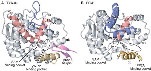 Structural comparison of (A) TYW4 and (B) PPM1. The crystal structures of the apo forms of TYW4 and PPM1 (PDB ID: 1RJF) are shown in ribbon representations. The N-terminal helices α1′ and α1, the PPM1-specific helices α2 and α3, helix α5, and the β6bc hairpin of TYW4C, which have structures that differ between TYW4 and PPM1, are highlighted in red, blue, orange, and magenta, respectively. The common structures between TYW4 and PPM1 are shown in gray.