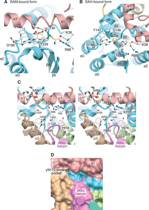 Catalytic site of TYW4. (A) and (B) Cofactor binding sites of TYW4 in the SAM-bound (A) and SAH-bound (B) forms. The protein main chains are shown in ribbon representations, with the same coloring scheme as in Figure 2. The bound cofactors are shown in ball-and-stick models. The protein side chains involved in the cofactor recognition are shown in stick models. (C) Stereo-view of the putative yW-72-binding pocket of TYW4 in the SAM-bound form. The protein main chain is shown in a ribbon representation, with the same coloring scheme as in Figure 2. The bound cofactors and the protein side chains involved in the cofactor recognition are shown with stick models. (D) Surface representation of the putative yW-72-binding pocket in TYW4. The solvent-accessible surface was calculated with the program MSMS (42), and is colored with the same coloring scheme as in Figure 2.