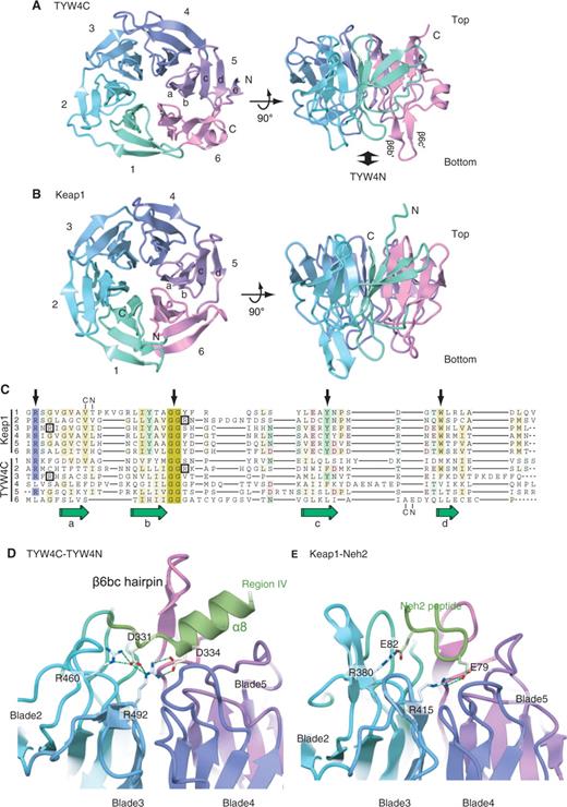 The β-propeller structure of the TYW4 C-terminal domain (TYW4C). (A) and (B) Top and front views of ribbon representations of TYW4C (A) and the Keap1 Kelch domain (PDB ID: 1U6D) (31) (B). The protein main chain is colored as in Figure 2. (C) Structure-based sequence alignment of the six Kelch repeat motifs from Keap1 (upper) and TYW4 (lower). The four β strands are labeled a–b. The Arg residues involved in the interactions are boxed. Key signature residues seen in typical Kelch repeats (see text) are indicated with arrows. Structural alignments were calculated with SSM (43). (D) Interactions between TYW4N and TYW4C. The protein main chain is shown in a ribbon representation, with the same coloring scheme as in Figure 2. The protein side chains that are conserved and involved in the interaction are shown with stick models. (E) Interactions between Keap1 and the Neh2 peptide (PDB ID: 1X2R) (34). The main chain of the protein and bound peptide are shown with ribbon representations. The side chains that are conserved and involved in the interaction are shown with stick models.