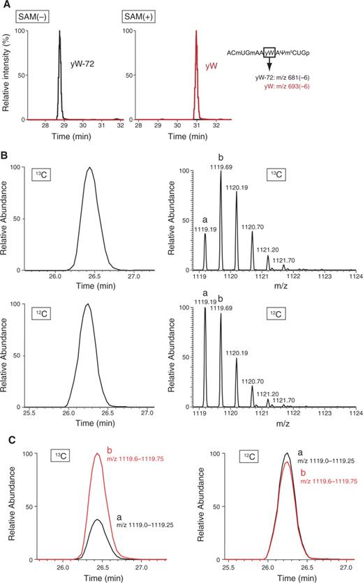 In vitro reconstitution of yW synthesis using recombinant TYW4 with sodium bicarbonate. (A) LC/MS fragment analyses of RNaseT1-digested tRNAPhe with yW-72, treated by recombinant TYW4 in the absence (left panel) or the presence (right panel) of SAM. This graphs show mass chromatographs for anticodon-containing fragments containing yW-72 (m/z 681) (black line) overlaid with mass chromatographs for anticodon-containing fragments containing yW (m/z 691) (red line). (B) LC/MS fragment analyses of RNaseA-digested tRNAPhe with yW-72, treated by recombinant TYW4 in the presence of SAM and NaHCO3. The graphs on the left describe the mass chromatograms shown by the doubly charged ions of anticodon-containing fragments containing yW (GmAAyWAΨp; m/z ≈ 1119). The graphs on the right show the mass spectrum for each anticodon-containing fragment. Upper panels show the LC/MS analysis of tRNAPhe treated with TYW4 and 13C-NaHCO3. Lower panels show the LC/MS analysis of tRNAPhe treated with TYW4 and 12C-NaHCO3. In the right panels, peak ‘a’ is a monoisotopic ion, and peak ‘b’ is an isotopic ion with a mass 1 Da heavier than that of the peak ‘a’. (C) The graphs describing overlaid mass chromatograms, shown by doubly charged ions of anticodon-containing fragments containing yW (m/z 1119.60–1119.75, red line and 1119.0–1119.25, black line). The meaning of the labels ‘a’ and ‘b’ is the same as that in panel B. The theoretical masses of the doubly charged ions of peaks ‘a’ (yW-12C) and ‘b’ (yW-13C) are m/z 1119.188 and m/z 1119.692, respectively. The left panel shows the LC/MS analysis of tRNAPhe treated with TYW4 and 13C-NaHCO3. Thr right panel shows the LC/MS analysis of tRNAPhe treated with TYW4 and 12C-NaHCO3.