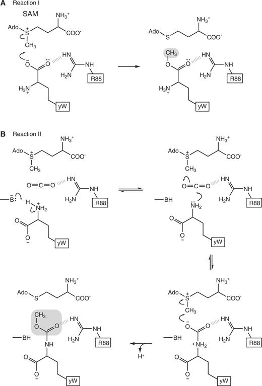 Proposed catalytic mechanism of reaction I (A) and reaction II (B) by TYW4.