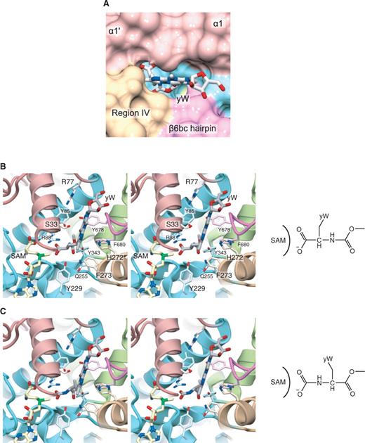 Docking model of TYW4 and the yW nucleoside precursors. (A) Close-up view of the solvent-accessible surface of the yW-72-binding pocket and the modeled yW nucleoside precursor. The surface is colored with the same scheme as in Figure 2. (B) and (C) Stereo views of the yW-72-binding pocket and the modeled yW nucleoside precursors. In (B) and (C), the yW nucleoside precursors are shown in two different conformations for reactions I and II, respectively.