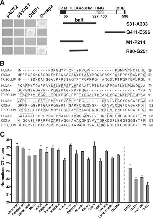 Interaction between Dazap2 and TCF-4 in a yeast two-hybrid screen. (A) Deletion mutants of human TCF-4 (schematically represented on the right as thick black lines) were tested in an Y2H mini-mating assay for interaction with full-length mouse Dazap2. The left panel shows the growth of clones of yeast cells on selective agar plates. The yeast cells contain plasmids as indicated above and express TCF-4 deletion mutants that are depicted on the right. None of the TCF-4 proteins binds to the separate GAL4 activation domain (AD) encoded by ‘empty’ library vector pACT2 or to the fusion protein GAL4 AD-SV40 T large antigen (pSV40 T). β-cat, β-catenin interaction domain; TLE/Groucho, TLE/Groucho-binding domain; CtBP, CtBP-binding sites; HMG, DNA-binding domain. (B) Amino-acid comparison of human, sea squirt (Ciona) and red flour beetle (Tribolium) Dazap2. Protein sequences were aligned by the ClustalV program. The amino-acid differences are boxed. GenBank accession numbers: Homo sapiens, NP_055579; Tribolium castaneum, XP_973572; Ciona intestinalis, NM_001032667. (C) The Dazap2 gene is broadly expressed in tissues and cell lines. Results of qRT–PCR analyses performed with Dazap2-specific primers on cDNA generated from adult mouse tissues, mouse mammary epithelium C57MG cells, human medulloblastoma DAOY, human embryonic kidney HEK 293, human adenocarcinoma DLD-1 and human lymphoma U-937 cells. The reactions were performed in triplicate. The results shown are from one representative experiment from a total of two. The expression levels of Dazap2 mRNA in the indicated tissues or cell lines are presented as average CT values and the corresponding standard deviations (SD) after normalization to the levels of β-actin cDNA.