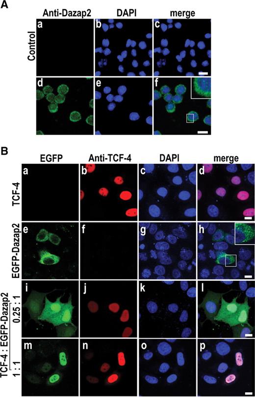 TCF-4 translocates Dazap2 into the nucleus. (A) Endogenous Dazap2 protein shows a mostly cytoplasmic distribution in human cells. Laser scanning confocal micrographs of U-937 cells stained with an antigen-purified chicken anti-Dazap2 polyclonal antibody. The merged images (c) and (f) were generated by an overlay of endogenous Dazap2 captured in the green channel and the DAPI nuclear stain captured in the blue channel. The first row, labelled ‘Control’, shows the cells stained with the primary antibody pre-blocked with Dazap2 recombinant protein as described in the ‘Materials and methods’ section; inset in (f) shows a magnified image as indicated. Bar, 10 µm. (B) Nuclear co-localization of ectopically expressed EGFP-Dazap2 and TCF-4 proteins. Laser scanning confocal microscopy images of HeLa cells transfected with constructs (as indicated on the left) and subsequently stained with the mouse anti-TCF-4 monoclonal antibody. The images (i, j, k, l) show cells transfected with TCF-4 and EGFP-Dazap2 constructs at a ratio 0.25 (TCF-4) to 1 (EGFP-Dazap2); the images (m, n, o, p) were obtained at a ratio 1 to 1. The merged images (d, h, l, p) were generated by an overlay of the corresponding images gained either in the green input channel detecting EGFP-Dazap2, red input channel detecting TCF-4 or blue channel to detect the DAPI nuclear stain. Inset in (h) shows a magnified image as indicated. Bar: 10 µm.