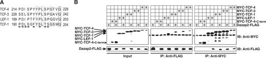 Dazap2 interacts with all members of the Tcf/Lef family. (A) The region of TCF-4 required for interaction with Dazap2 as identified by GST pull-down assays (aa 214–228) is partly conserved in other Tcf/Lef family members. The corresponding sequences of the human proteins were aligned using the ClustalV program. Fully conserved amino-acid residues are boxed whilst amino-acid residues with similar biochemical properties are underlined. GenBank accession numbers: TCF-4, NP_110383; TCF-3, NP_112573; LEF-1, NP_057353; TCF-1, NP_003193. (B) Co-immunoprecipitation of Dazap2-FLAG and MYC-tagged TCF/LEF transcription factors in human HEK 293 cells transfected with various Tcf expression constructs as indicated. Co-immunoprecipitation of TCF/LEF proteins using an anti-FLAG antibody is also shown. In the gel denoted ‘Input’, 10% of total lysates was loaded. The asterisks indicate the heavy chains of immunoglobulins used in the experiments.