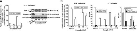 The activity of the Wnt/β-catenin-dependent reporters positively correlates with the amounts of Dazap2 in the cells. (A) HEK 293 cells containing the integrated reporter pSuperTOPFLASH (STF 293 cells) were transfected with four different Dazap2-specific siRNAs marked 1 to 4 or with control siRNA (EGFP-specific) and the changes in the levels of Dazap2 mRNA or protein were tested 24 h post transfection. The left panel shows the results obtained by qRT–PCR analysis. The relative abundance of Dazap2 mRNA in Dazap2 siRNA- versus control siRNA-transfected cells (the level of Dazap2 mRNA in control cells was set to 100%) was derived from the average CT values after normalizing to the levels of β-ACTIN cDNA. Data from two independent experiments performed in triplicate were combined in the graph. SDs (standard deviations) are shown by error bars. The right panel shows western blots of whole cell extracts prepared from STF 293 cells treated with siRNAs as indicated. Blots were probed with anti-Dazap2, anti-TCF-4 or anti-α-tubulin (as an internal control) antibodies. (B) Results of the reporter gene assays in human cells. STF 293 and DLD-1 adenocarcinoma cells were transfected with Dazap2 or control siRNAs. To stimulate the integrated pSuperTOPFLASH in STF 293 cells the siRNA transfection mixtures additionally contained a Wnt1-expression construct; mixtures including an empty vector were used in control transfections. DLD-1 cells were co-transfected with siRNA and the Tcf/β-catenin-responsive reporter pTOPFLASH or pFOPFLASH as a negative control. After 24 h, cells were harvested and luciferase (firefly) activities were determined in the lysates. The histograms represent mean values of triplicate experiments with SDs. The reporter activity in unstimulated (empty vector) STF 293 cells was arbitrarily set to 1. For DLD-1 cells the average luciferase light units per second (RLU/s) are given; the values were corrected for the efficiency of transfection using the internal control Renilla luciferase expression plasmid. The results of one representative experiment from two in total are shown.