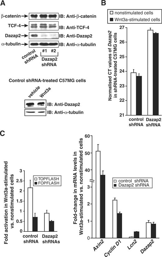 Down-regulation of Dazap2 reduces the responsiveness of C57MG cells to Wnt3a stimulation. (A) The top panel shows a series of western blots from whole cell extracts prepared from mammary gland epithelium C57MG cells transduced with retroviral vectors expressing either a non-silencing control shRNA or two different Dazap2 shRNAs. Prior to harvesting, cells were stimulated with Wnt3a ligand for 16 h. The blots were probed with antibodies as indicated. The bottom panel shows the western blot of whole cell extracts prepared from non-silencing control shRNA-treated cells incubated with Wnt3a or vehicle for 16 h. (B) The relative abundance of Dazap2 mRNA in control or Dazap2 shRNAs-expressing (a mixed culture of cells containing Dazap2 shRNA 1 and 2 was used) cells as measured by qRT–PCR. The cells were cultured without activation or stimulated with Wnt3a for 16 h. The expression of the Dazap2 gene is indicated by average CT values obtained by qRT–PCR assay on the corresponding mRNA after normalization to the levels of β-actin cDNA. (C) The left panel depicts control or Dazap2 shRNA #1 and #2-producing C57MG cells that were transfected with the indicated reporters. Twenty-four hours post-transfection, cells were either stimulated with Wnt3a ligand or grown without stimulation. After additional 16 h, the cells were harvested and luciferase activities were determined in lysates. These activities were corrected for the efficiency of transfection by determining the luciferase/Renilla ratio. Values in unstimulated cells were arbitrarily set to 1. Transfections were done in triplicates and the results from one experiment out of two in total are presented with SDs. The right panel shows cDNAs prepared from Wnt3a-treated or control cells expressing non-silencing or Dazap2 shRNAs analysed by qRT–PCR. The relative abundance of the indicated mRNAs in given cells (the levels of the tested mRNAs in unstimulated cells was set to 1) was derived from the average CT values after normalizing to the levels of β-actin cDNA. Data shown are from one representative experiment from a total of two.