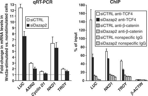 Dazap2 knockdown decreases binding of TCF-4 to the promoters of the Wnt-signalling target genes. STF 293 cells were transfected with Dazap2 siRNA #2 (siDazap2) or control siRNA (siCTRL). After a 2-day expansion the cells were transferred to large culture dishes and stimulated with either Wnt3a ligand or Wnt3a storage buffer only. After 16 h, the cells were harvested and used for mRNA isolation and cDNA preparation. Alternatively, the cells were fixed directly in the dishes and utilized for chromatin immunoprecipitation (ChIP). The left panel shows the results from qRT–PCR analysis. The relative abundance of the indicated mRNAs in Wnt3a-stimulated versus control cells was derived from the average CT values after normalizing to the levels of β-ACTIN cDNA. The right panel shows the ChIP analysis of chromatin isolated from STF 293 cells transfected with control or Dazap2 siRNA #2 duplexes. Only results for Wnt3a-stimulated cells are shown. The diagram represents the relative amounts of the respective DNA element pulled-down by the indicated antibodies. The amount of input non-immunoprecipitated DNA (evaluated separately for each primer set) was arbitrarily set to 100%. Data from one representative experiment from two in total are given.