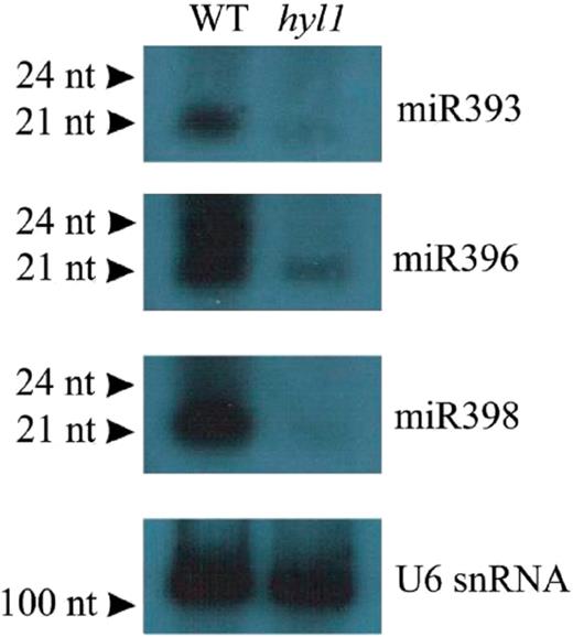Detection of some of the mature miRNAs, which biogenesis strongly depends on HYL1 protein action. Northern hybridization was performed with total RNA from 35-day-old rosette leaves of wild-type plants (WT) and hyl1 mutant (hyl1). The probe for U6 snRNA was used as RNA-loading control.