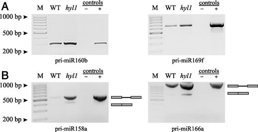 Agarose gel electrophoresis of full-length miRNA transcripts of MIRNA genes. (A) Intronless MIRNA genes 160b and 169f. (B) MIRNA genes containing one intron: 158a and 166a. RT-PCR products, obtained using primers designed on the bases of distal sequences of the longest 5′ and 3′ RACE products are shown. WT and hyl1, cDNA templates obtained from wild-type and hyl1 plants, respectively, with concentration standardized by real-time PCR to POLYUBIQUITIN 10 (UBQ10, At4g05320) expression level; control (−) refers to RT-PCR reaction without template; control (+), PCR reaction carried out with A. thaliana wild-type genomic DNA as a positive control. M, GeneRuler 100-bp DNA Ladder.