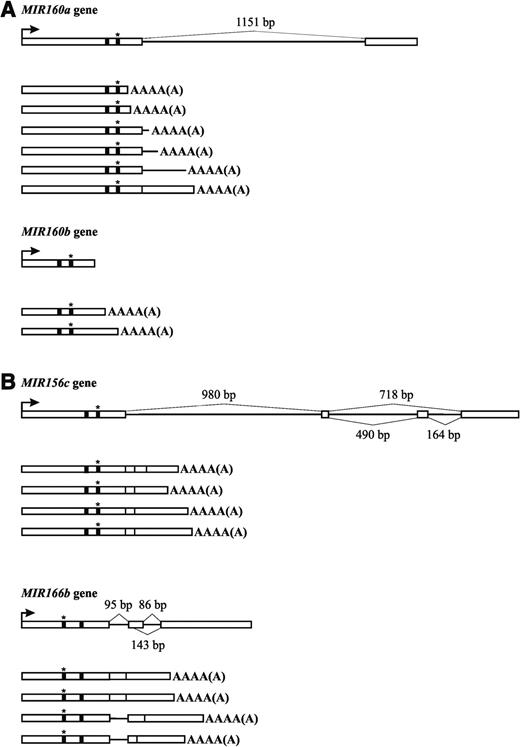 Diagram showing spectra of miRNA precursors. (A) miRNA precursors within the miR160 family. (B) miRNA precursors including forms resulting from alternative splicing events: exon skipping (pri-miR156c) and alternatively chosen 5′ splice site (pri-miR166b). Black barrel and black barrel with a star depict mature miRNA and miRNA* sequence, respectively.