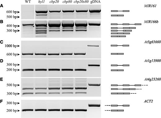 Analysis of pri-miRNA and pre-mRNA splicing in wild-type plants, the mutants hyl1, cbp20, abh1/cbp80, and the double mutant cbp20xabh1/cbp80. (A–B) Both unspliced and spliced forms of pri-miRNAs accumulate in hyl1 mutant in comparison to wild-type plant. The asterisk in B marks an additional unidentified DNA band. (C–E) There is no significant difference in the accumulation of intron-containing mRNA precursors in wild-type and hyl1 mutant background. (F) The amount of cDNA was standardized by RT-PCR to the ACTIN2 (ACT2, At3g18780) expression level. gDNA refers to the PCR reaction carried out with A. thaliana wild-type genomic DNA as a positive control. The graphic presentations on the right indicate the respective transcripts with their exon (gray box) and intron (line) organizations.