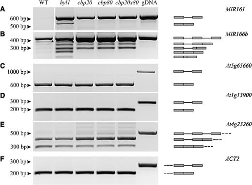 Analysis of pri-miRNA and pre-mRNA splicing in wild-type plants, the mutants hyl1, cbp20, abh1/cbp80, and the double mutant cbp20xabh1/cbp80. (A–B) Both unspliced and spliced forms of pri-miRNAs accumulate in hyl1 mutant in comparison to wild-type plant. The asterisk in B marks an additional unidentified DNA band. (C–E) There is no significant difference in the accumulation of intron-containing mRNA precursors in wild-type and hyl1 mutant background. (F) The amount of cDNA was standardized by RT-PCR to the ACTIN2 (ACT2, At3g18780) expression level. gDNA refers to the PCR reaction carried out with A. thaliana wild-type genomic DNA as a positive control. The graphic presentations on the right indicate the respective transcripts with their exon (gray box) and intron (line) organizations.
