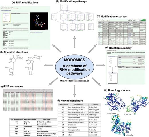 Contents of the MODOMICS database. (a) Detailed report on the modification mnm5se2U. (b) A fragment of the uridine modification pathway. In addition to A, C, G and U, a separate graph for queuosine is available. (c) Six of 124 modification enzymes, as seen on the web. (d) The methylation of m6A (6A according to the new nomenclature) to the hypermodified base m6,6A (7A). (e) Three out of 28 model structures for modification enzymes: E. coli MnmA; tT.Eco.MnmA according to the new nomenclature); E. coli TruC (tP.Eco.TruC); E. coli Tgt (tG.Eco.Tgt)). (f) New nomenclature for modified bases and modification enzymes. (g) Alignment of tRNAs with modified positions indicated. (h) Chemical structures of the chm5U (36U) and i6A (19A) modifications.