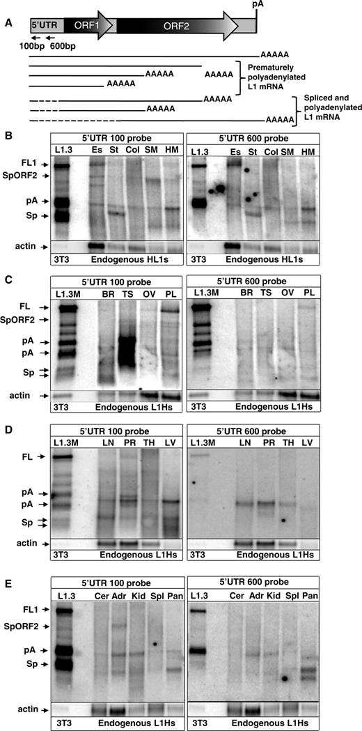 Endogenous L1 expression in normal human tissues. ( A ) A schematic representation of the L1 structure and some transcription products detected in normal tissues and cancer cells. Full-length L1 (FL1) element contains a 5′-UTR, two open reading frames 1 and 2 (ORF1 and 2), 3′-UTR and a polyadenylation signal (pA). L1 transcription results in the production of the full-length L1 (FL1) mRNA, prematurely polyadenylated mRNAs (pA), and spliced and polyadenylated mRNAs (Sp), one of which has the potential to express L1 ORF2 protein alone (SpORF2) as confirmed by its capability to mobilize Alu in a tissue culture assay (see Figure 4 B). Dashed lines correspond to the L1 sequences that are removed by splicing. Horizontal arrows indicate relative positions of the strand-specific 5′-UTR 100 bp and 5′-UTR 600 bp probes used for northern blot analysis in this study. ( B–E ) Northern blot analysis of the endogenous L1 expression in various adult human tissues. Es, esophagus; St, stomach; Col, colon; SM, skeletal muscle; HM, heart muscle; Cer, cervix; Adr, adrenal gland; Kid, kidney; Spl, spleen; Pan, pancreas; Br, brain; Ts, testis; Ov, ovaries; Pl, placenta; LN, lung; PR, prostate; TH, thymus; LV, liver. The very left lane shows L1.3 wt (L1.3) and mutant (L1.3 M) that contains a mutation in the strongest polyA site ( 15 ) expression profiles in NIH 3T3 cells transiently transfected with these human L1 expression vectors. L1 transcription results in the production of the full-length L1 (FL1) mRNA, prematurely polyadenylated mRNAs (pA), and spliced and polyadenylated mRNAs (Sp) one of which has the potential to express L1 ORF2 protein (SpORF2). Actin denotes β-actin mRNA detected with a strand-specific probe.