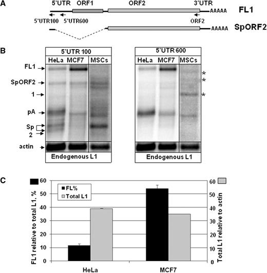 Endogenous L1 expression in human adult stem cells and cancer cell lines. ( A ) Schematic of the full-length L1 element (FL1) and the ORF2 splice product (SpORF2). Arrows indicate the positions of the RNA strand-specific probes. ( B ) The left panel represents northern blot analysis of the RNA profiles of endogenously expressed L1 elements in human cervical (HeLa) and breast (MCF7) cell lines and human mesenchymal stem cells (MSCs) using the 5′-UTR 100 bp RNA strand-specific probe. The right panel is the same northern blots probed with the 5′-UTR 600 bp strand-specific RNA probe that detects polyadenylated, but not spliced, L1 mRNA. See Supplementary Figure S1B for the northern blot with the ORF2 probe. FL1, pA, Sp, SpORF2 and actin are marked as described in Figure 1 . Asterisks mark bands specific to human MSCs. ( C ) Relative L1 expression and processing in MCF7 and HeLa cells. Black bars indicate the amount of the full-length L1 mRNA as a percentage of the total L1-related products detected in each cell line with the 5′-UTR 100 bp probe (scale shown at the left y -axis). Gray bars represent expression of all L1-related transcripts detected in each cell type relative to actin mRNA expression (scale shown at the right y -axis). Note that even though both cell lines express similar steady-state levels of the total L1 mRNAs, the full-length L1 mRNA composes only 10% of the total L1 products in HeLa cells compared to over 50% in MCF7 cells.