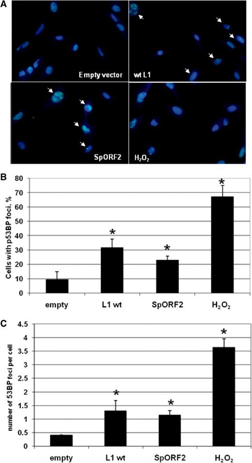 L1 and SpORF2 expression in normal human cells results in DNA damage. ( A ) Normal human fibroblasts transiently transfected with the empty vector or vectors expressing L1 or SpORF2 were analyzed for 53BP1 foci formation 21 h post-transfection. 53BP1 is one of the characterized responders recruited to the sites of DNA DSBs and it is commonly used as a marker for DNA DSBs. Treatment with 1.85 mM of H 2 O 2 for 10 min was used as positive control. Overlay of Hoechst and antip53BP antibodies is shown. Arrows indicate cells with distinct staining foci. ( B ) Quantitation of the 53BP1 foci positive cells as a percent of the total cells (mean ± SD). Asterisks indicate significant difference determined by paired t -test with P = 0.024, 0.014, 0.001 for L1, spORF2 and H 2 O 2 , respectively. ( C ) Quantitative assessment of the average number of 53BP1 foci per cell (mean ± SD). Asterisks indicate significant difference determined by paired t -test with P = 0.003, 0.017 and 0.006 for L1, spORF2 and H 2 O 2 , respectively.
