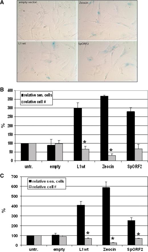 Full-length L1 and SpORF2 expression triggers senescence-like phenotype in normal human fibroblasts and human adult stem cells. ( A ) Normal human fibroblasts transfected with the empty vector, vectors expressing wt L1, or SpORF2, or treated with a DNA damaging agent zeocin. Blue color represents cells that express senescence-associated β-galactosidase. ( B ) Quantitation of the L1-induced senescence in normal human fibroblasts, BJ, immortalized with human telomerase. Black bars represent relative amount of senescent cells among human fibroblasts treated as described in (A). Grey bars represent relative amount of cells observed after each treatment in any given field. Asterisks indicate statistically significant difference between the cell numbers of cells transfected with the empty vector and cells transfected with the wt L1 expression cassette or zeocin treatment ( t -test, P -value 0.014 and 0.00025, respectively). Untransfected (untr.) is mock-transfected cells. ( C ) Quantitation of the L1-induced senescence in human adult stem cells. Black and gray bars represent relative amount of senescent cells and total cells as described in (B). Asterisks indicate statistically significant difference between the cell numbers of cells transfected with the empty vector and cells transfected with the wt L1 expression cassette, zeocin treatment, or SpORF2 vectors ( t -test, P -value 0.01, 0.0002 and 0.013, respectively).