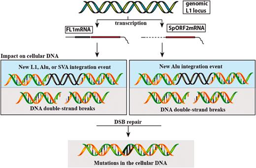 A summary of the biologically relevant L1-related mRNA products and their respective impact on the host genome. Transcription of the functional L1 locus results in the production of either the full-length mRNA (FL1mRNA), the splice ORF2 mRNA (SpORF2mRNA) or both. FL1mRNA protein products can mobilize L1, Alu, and SVA elements, while SpORF2mRNA only produces ORF2 protein and as a result can only assist Alu retrotransposition. Expression of either L1 mRNA can generate ORF2, which leads to introduction of DNA DSBs potentially resulting in accumulation of mutations in the cellular genome.