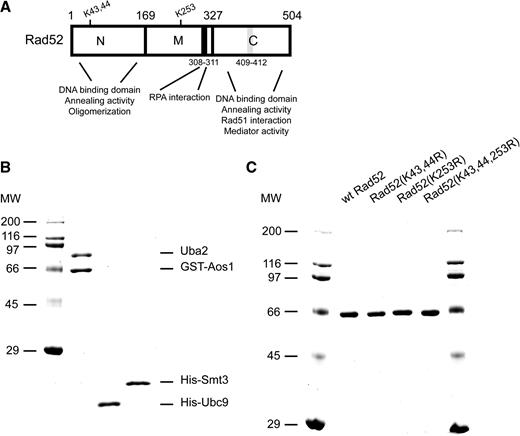 Purification of Rad52 species and SUMO machinery proteins. ( A ) Schematic representation of functional domain within S. cerevisiae Rad52 protein, including the positions of known SUMO acceptor lysines. The RPA interaction domain (black box, residues 308–311) and Rad51 interaction domain (grey box, residues 409–412) are indicated. ( B ) Purified SUMO machinery proteins: GST-tagged Aos1/Uba2 heterodimer (1 μg), (His) 6 -tagged Ubc9 and Smt3 proteins (1 μg each) were run on a 15% SDS–PAGE and stained with Coomassie blue. ( C ) Purified (His) 6 -tagged Rad52 species (1 μg each): Rad52, Rad52 (K43,44R), Rad52 (K253R) and Rad52 (K43,44,253R) were run on a 10% SDS–PAGE and stained with Coomassie blue.