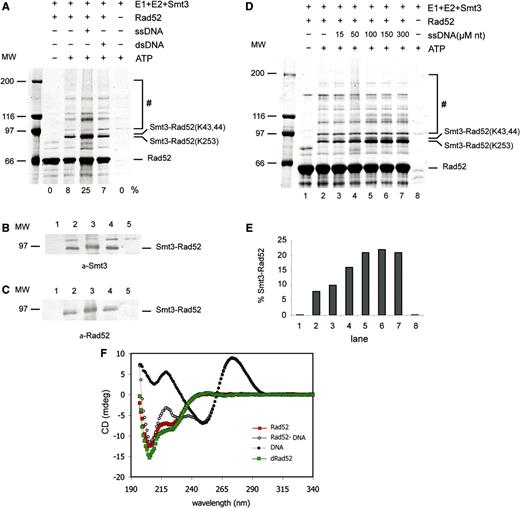 In vitro SUMOylation of Rad52 is stimulated by ssDNA. ( A ) The effect of ssDNA and dsDNA on Rad52 SUMOylation. In vitro SUMOylation assays were performed with recombinant Aos1/Uba2 (400 nM), Ubc9 (2.8 μM) and Smt3 (5.6 μM) in the presence or absence of ATP (2.5 mM), Rad52 (2.7 μM), 83-mer ss-DNA (100 μM nucleotides) or dsDNA as indicated. The reaction mixtures were incubated for 3 h at 30°C, stopped by adding 30 μl of SDS Laemmli buffer and analysed on 7% SDS–PAGE followed by silver staining. The hash symbol indicates high molecular poly-SUMOylated species of Rad52 and E1. The number at the bottom of the gel represents the ratio of modified and unmodified Rad52. SUMOylated Rad52 protein was confirmed by western blotting using anti-Smt3 ( B ) or anti-Rad52 ( C ) antibodies. ( D ) In vitro SUMOylation assay on Rad52 protein carried out without DNA (lanes 1 and 2) or with increasing amount of 83-mer ssDNA (15, 50, 100, 150, 300 μM nucleotides; lanes 3–7). The hash symbol indicates high molecular weight SUMOylated species. ( E ) Graphical representation of the gel in panel D, as a ratio of mono-SUMOylated versus non-modified Rad52. ( F ) The CD spectrum of 83-mer ssDNA (black), Rad52 (red) and the Rad52-ssDNA complex (white). The difference spectrum (green) represents values for Rad52 in the complex with DNA from which the spectrum of DNA has been subtracted. To form the complex, protein and DNA were incubated together for 10 min at 37°C prior to the analysis. The concentration of the protein was 3.87 μM and the concentration of DNA was 2.24 μM. The samples were measured at 10°C in 20 mM phosphate buffer containing 50 mM KCl, pH 7.5.