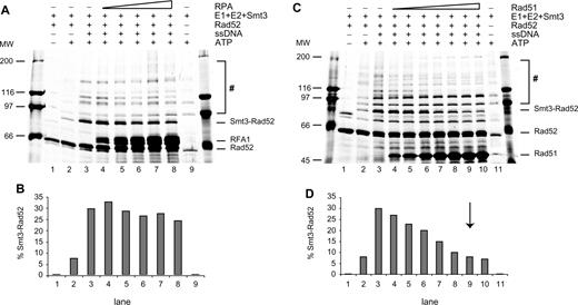 Effect of accessibility of RPA- or Rad51-coated ssDNA on Rad52 SUMOylation. ( A ) RPA bound to ssDNA does not affect Rad52 SUMOylation. Increasing amounts of RPA protein (1.2, 3.5, 4.6, 5.9 and 8.3 μM) were pre-incubated with 83-mer ssDNA (100 μM nucleotides) for 10 min at 37°C and then mixed with E1 (400 nM), E2 (2.8 μM), Smt3 (5.6 μM), Rad52 (2.7 μM) and 2.5 mM ATP. After 3 h incubation at 30°C, the reactions were analysed by 7.5% SDS–PAGE and silver-stained. ( B ) The ratio of mono-SUMOylated versus non-modified Rad52 is presented by quantifying the corresponding bands in (A). ( C ) Rad51-coated ssDNA does not stimulate Rad52 SUMOylation. The reactions were carried out as in (A) except increasing amounts of Rad51 were used (3, 7, 14, 21, 27, 34, 41 μM). The reaction mixtures were stopped and analysed by 10% SDS–PAGE followed by silver staining. ( D ) Quantification of Rad52-Smt3 conjugate from C, as a ratio of mono-SUMOylated versus non-modified Rad52. The arrow indicates amount of Rad51 that fully coats ssDNA. The hash symbol indicates high molecular poly-SUMO chains of Rad52 and E1 proteins.