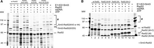 Binding of Rad52 to ssDNA via C-terminal domain enhances the SUMOylation of lysine K253. ( A ) SUMOylation at lysine K253 is stimulated by ssDNA. The standard in vitro SUMOylation reaction was done with wild-type Rad52 (2.7 μM) or SUMO-deficient acceptor lysine Rad52 mutants: Rad52 (K43,44R), Rad52 (K253R) and Rad52 (K43,44,253R). ( B ) The C-terminal DNA binding domain of Rad52 is responsible for stimulation of SUMOylation. Rad52 protein and its fragments: Rad52 (N + M) (4.13 μM), Rad52 (M) containing GST-tag (3.52 μM) and Rad52 (M + C) (4.03 μM) were SUMOylated in vitro in the presence or absence of 83-mer ssDNA (100 μM nucleotides) and analysed. The asterisks indicate main SUMOylated Rad52 species. The hash symbol indicates high molecular poly-SUMO chains of Rad52 and E1 proteins.