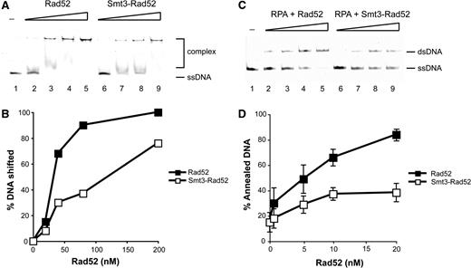Rad52 SUMOylation affects its biochemical activities. ( A ) SUMOylation of Rad52 inhibits its binding to DNA. Increasing amounts of Rad52 or Smt3-Rad52 (20, 40, 80, 200 nM) were incubated with fluorescently labelled 49-mer ssDNA (0.49 µM nucleotides) at 37°C for 10 min. The reaction mixtures were resolved in 7.5% native polyacrylamide gels, and the DNA species were quantified using Quantity One software (Bio-Rad). ( B ) The results from (A) plotted. ( C ) SUMOylation of Rad52 inhibits its strand annealing activity. Labelled Oligo-1 (0.25 µM nucleotides) and Oligo-2 (0.25 µM nucleotides) were incubated separately with RPA (20 nM) for 3 min at 37°C. The annealing reactions were initiated by mixing RPA-coated oligonucleotides and Rad52 or Smt3-Rad52 proteins (0.7, 5, 10, 20 nM) and incubated at 37°C. After 8 min of incubation, 9 µl of the annealing reactions was removed and treated with 0.5% SDS, and 500 µg/ml proteinase K at 37°C for 10 min. The reaction mixtures were resolved in 12% native polyacrylamide gels. ( D ) The averaged values of results from three independent experiments are plotted.