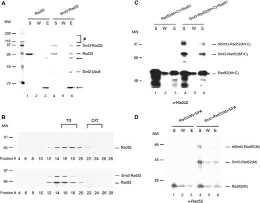 Rad52 oligomerization and interaction with RPA and Rad51 are not affected by its SUMOylation. ( A ) SUMOylation of Rad52 does not influence its oligomerization status. Rad52 and Smt3-Rad52 (2.3 µM) in 40 µl of buffer S were incubated with 4 µl of anti-FLAG agarose in 10 µl of buffer T containing 200 mM KCl for 30 min at 4°C. The beads were washed and treated with 25 µl of SDS Laemmli buffer to elute bound proteins. The supernatant (S) that contained unbound Rad52 or Smt3-Rad52 protein, wash (W) and the SDS eluate (E) (10 µl each) were analysed on 12% gel SDS–PAGE followed by staining with Coomassie Blue. The arrows and symbol hash denote anti-FLAG IgG and higher order SUMOylated species, respectively. ( B ) Analysis of Rad52 oligomerization status by gel filtration. Purified Rad52 or Smt3-Rad52 proteins (9 µM) in 200 µl of buffer S were filtered through a sephacryl S400 column. The indicated fractions were run on 10% SDS–PAGE followed by staining with Coomassie blue. The elution positions of the size markers are indicated: TG, thyroglobulin (669 kDa) and CAT, catalase (223 kDa). ( C ) SUMOylation of Rad52 does not affect its interaction with Rad51. Purified Rad52(M + C) or Smt3-Rad52(M + C) (22 µM) were mixed with Affi-Rad51 beads (4,6 µM Rad51) in 25 µl of buffer K and incubated for 30 min at 4°C. The beads were washed and treated with 25 µl of SDS Laemmli buffer to elute bound proteins. The supernatant that contained unbound Rad52 or Smt3-Rad52 protein, wash, and the SDS eluate (5 µl each) were analysed by SDS–PAGE in 12% gel followed by western blotting using anti-Rad52 antibody. ( D ) SUMOylation of Rad52 does not affect its interaction with RPA. The interaction with RPA was tested using purified Rad52 (M) or Smt3-Rad52 (M) (230 pmol) and Affi-RPA (1 µM RPA) beads pre-incubated with ssDNA (1 µg of ФX174) for 10 min at 37°C. Both mixtures were combined in 45 µl of buffer T followed by an incubation for 30 min at 4°C and then analysed as in panel C.