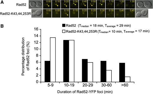 Rad52-K43,44,253R foci exhibits shorter duration than wild-type. Time-lapse of spontaneous wild-type Rad52 and mutant Rad52-K43,44,253R foci. Strains W5094-1C ( RAD52-YFP ) and ML228 ( rad52-K43,44,253R-YFP ) were examined by fluorescence microscopy at 5 min intervals as described in the ‘Materials and Methods’ section. ( A ) Representative examples of time-lapse image sequences. Arrowheads mark Rad52 foci. ( B ) Quantitative analysis of time-lapse analysis. The number of cell cycles analysed is n = 173 for wild-type Rad52 and n =252 for the Rad52-K43,44,253R mutant protein. The class of cells for which no foci were observed amounted to 62 and 63% for RAD52 and rad52 - K43,44,253R , respectively (not shown in the graph).