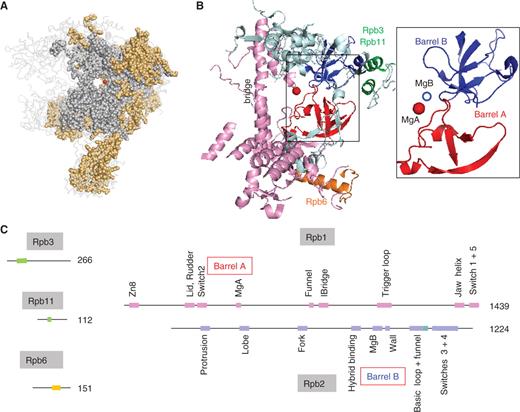 Conserved motifs shared by the bacterial, archaeal and eukaryotic RNAPs. ( A ) Conserved amino acids are shown as grey (all cellular organisms) or orange spheres (archaeal RNAPs and eukaryotic RNAP I, II and III). The red dot denotes the catalytic MgA. This figure corresponds to the sequence alignments provided as Supplementary Data S1 and is based on the 1WCM PDB coordinates showing the complete twelve-subunit structure of yeast RNAP II ( 11 ), using the Pymol software ( http://www.pymol.org ). ( B ) Spatial organization of the amino acid positions common to all bacterial, archaeal and eukaryotic RNAPs (I, II and III). Experimental data are as in Figure 1 A above. Rpb1, Rpb2, Rpb3/11 and Rpb6 domains are in pink, blue, green and orange, respectively. The box illustrates the Barrel A (red) and B (blue) motifs. The corresponding yeast RNAP II positions are 346–365 and 444–487 (Rpb1) and 822–844, 974–1011 and 1074–1089 (Rpb2). ( C ) Distribution of the corresponding motifs on the Rpb1, Rpb2, Rpb3, Rpb6 and Rpb11 subunits. Colour symbols are as in (B) above. Individual domains are named according to ref. ( 7 ), expect for part of the Rpb2 hybrid binding domain (positions 964–1028) which is referred to as the basic loop and Rpb2 funnel domains (see text for explanations).