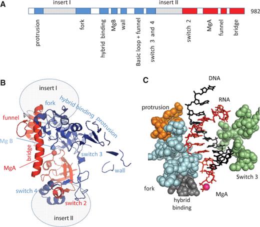 Conserved motifs of the Orf6 protein. ( A ) Distribution of the Orf6-specific (inserts I and II) or Rpb1 (red) and Rpb2 (blue) conserved domains on the Orf6 amino acid chain, based on the sequence alignments provided as Supplementary Data S1 . ( B ) Spatial organization in the yeast RNAP II crystal structure (upper view). This figure is based on the 1R9S PDB coordinates showing the elongating RNAP II ( 8 ) using the same colour code and same orientation as in Figure 1 B above. Grey ovals denote the hypothetical insertion sites of the Orf6-specific domains. ( C ) Spatial organization of the conserved protrusion, fork, hybrid binding and switch 3 domains of Rpb2 on each side the RNA/DNA hybrid structure (side view). The orange, blue, grey and green spheres highlight positions 199–210 (protrusion), 466–512 (fork), 763–778 (hybrid binding) and 1106–1131 (switch 3) of yeast Rpb2, respectively. The first nine complementary bases of the RNA and template DNA strand are shown in red and blue, respectively.