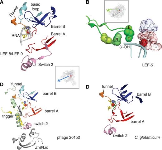 Conserved active centre in non-canonical RNAPs. ( A ) Conserved amino acids in LEF-9/Rpb1 and LEF-8/Rpb2. This figure is based on the 1R9S PDB coordinates which corresponds to the ‘entry’ position incoming NTP ( 8 ). Conserved amino acids were as defined in Supplementary Data S1 . The Rpb1 and Rpb2 components of the funnel domain are in orange and light blue, respectively. The box shows the entire RNAP II structure in the same spatial orientation. ( B ) Conserved Lef5/TFIIS C-terminal domain. Four invariant amino acids (Q285, R287, D290 and E291 in the yeast TFIIS) are space-filled (green spheres). The dotted spheres correspond to the invariant carboxylic acids of LEF-9/Rpb1 (D479, D481, D483 of Rpb1, in red) and LEF-8/Rpb2 (D837 of Rpb2, shown in blue). The spatial organization of the corresponding TFIIS, Rpb1 and Rpb2 motifs was taken from the PDB 3GTM2 coordinates which represent RNAP II in its back-tracking conformation ( 36 ). The box shows the 10-subunit RNAP II structure in the same spatial orientation. ( C ) Conserved amino acids in gp275, gp139 and gp273/274 (phage 201ϕ2). Conserved amino acids were as defined in Supplementary Data S1 . This figure is based on the 1R9S PDB coordinates ( 8 ), with the same colour code. The bridge, trigger and Zn8/lid domains, which are additionally conserved in gp275, gp130 and gp139 (see Supplementary Data S1 ) are shown in green, yellow and grey, respectively. Same spatial organization as in (A). ( D ) Conserved amino acids in NCgl 1702 ( C. glutamicum ). Same spatial organization as in (A).