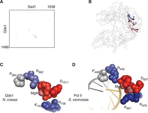 A minimal active site shared by all two-barrel RNAPs. ( A ) Homology of the Neurospora crassa RNA-dependent RNAPs (Qde1 and Sad1). The two sequences were aligned by a Blosum 6 matrix at a stringency of 6/23, using the Strider 1.4f6 software ( 61 ). ( B ) Spatial organization of the conserved domain in eukaryotic RNA-dependent RNAPs. This figure is based on the 2J7N PDB coordinates ( 13 ). Positions 691–747 (blue) and 955–1014 (red) correspond to the conserved domains shown as in Supplementary Data S2 . The less conserved part of the two barrels is in dark grey. The rest of the Qde1 structure, which is poorly conserved, is represented by light grey lines. The red sphere denotes MgA. ( C ) Blow-up of the eight invariant amino acids shared by all two barrel RNAPs in Qde1 ( N. crassa ). Spheres correspond to MgA, MgB and eight invariant amino acid positions shown in red (D 709 , D 1007 , D 1009 and D 1011 ), blue (R 738 , K 743 , R 962 ) and grey (P 964 ), based on the PDB 2J7N coordinates ( 14 ). ( D ) Blow-up of the eight invariant amino acids shared by all two barrel RNAPs in RNAP II ( S. cerevisiae ). The corresponding invariant positions are Rpb1 D 479 , D 481 , D 483 and Rpb2-D 837 (red), Rpb1-R 446 , Rpb2-K 979 and Rpb2-K 987 (blue) and Rpb1-P 448 (grey), as taken from PDB 1R9T ( 8 ).