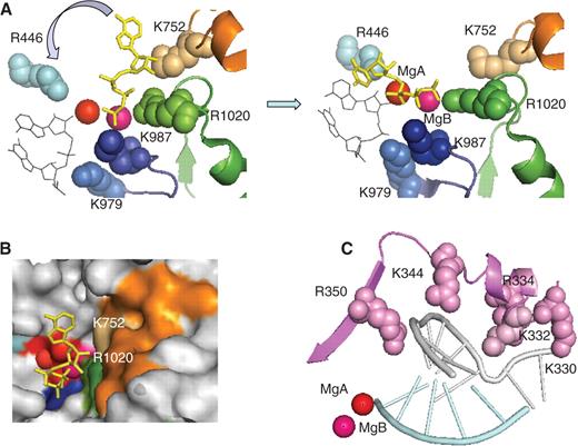 NTP loading and organization of the switch 2 domain in yeast RNAP II. ( A ) NTP loading. The left and right panel correspond to the NTP entry and addition configurations, respectively, and are based on the PDB 1R9T and 1R9S coordinates ( 8 ). The invariant Rpb1-R 446 (light blue), the Rpb2-K 979 and Rpb2-K 987 of the basic loop (dark blue), and the Rpb1-K 752 and Rpb2-R 1020 of the funnel domain (orange and green) are shown as space-filled spheres. The red and magenta spheres denote the catalytic MgA and MgB, respectively. The incoming NTP is shown in yellow. Thin black lines indicate the last two nucleotides of the RNA transcript. A blue arrow symbolises the rotation of the NTP toward the 3′-OH end of the transcript. ( B ) View of the entry site showing the surface of the RNAP II molecule at the end of the secondary channel (NTP entry pore). Same colour code as above, with additional indication of the DFDGD MgA loop. ( C ) Switch 2 domain: the switch 2 motif (Rpb1 327–351 ) is shown in magenta. Space-filled spheres denote positively charged residues. Crystallographic coordinates were taken from PDB 1R9T ( 8 ).