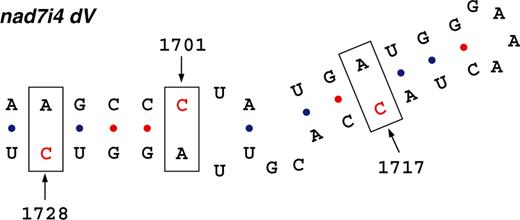 Secondary structure of the domain V of nad7i4 . In the grapevine nad7i4 domain V, cytosines subjected to RNA editing are indicated by arrows and included in a rectangle.