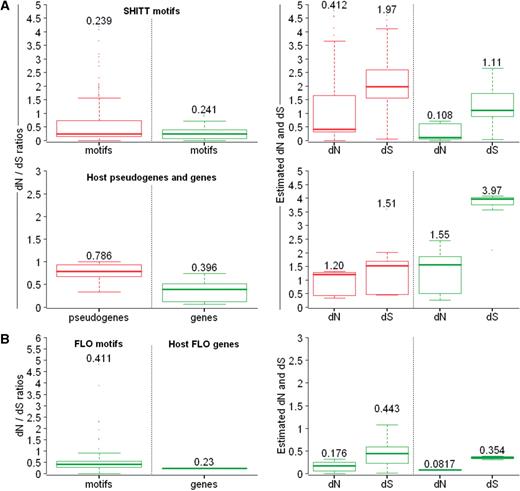 Selection forces acting on megasatellite motifs and their host genes or pseudogenes. ( A ) Top left: boxplots represent the dN/dS ratios between SHITT motifs contained in paralogous genes (green) or pseudogenes (red) (respectively 1021 and 392 values). Corresponding dN and dS values are on the right. Median values are indicated above distributions. Bottom left: Same representations for the non-repeated regions of the same genes (green) and pseudogenes (red) (respectively 10 and 12 values). Corresponding dN and dS values are on the right. Median values are indicated above distributions. ( B ) Boxplots on the left represent the dN/dS ratios between FLO motifs and non-repeated regions of FLO genes (respectively 595 and 3 values). Corresponding dN and dS values are on the right. Median values are indicated above distributions.