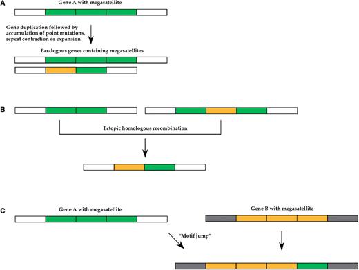 Three mechanisms propagate megasatellites in yeast genomes. Gene A and gene B are two non-paralogous genes, containing different megasatellites. White and grey boxes represent the non-repeated parts of each gene, outside of megasatellites, green and yellow boxes represent the repeated tandem motifs of each megasatellite. ( A ) Gene duplication. A megasatellite-containing gene is duplicated, leading to the concomitant duplication of its megasatellite. Tandem repeats may subsequently expand or contract, and accumulate point mutations, leading to sequence divergence. ( B ) Recombination. Ectopic homologous recombination may occur between two motifs (or two megasatellites) that are not too divergent from each other, and gene conversion tends to homogenize motifs. ( C ) Motif jump. A motif may ‘jump’ into a gene that contains a megasatellite with different motifs. If the green motif is too divergent from the yellow motifs, gene conversion cannot homogenize the tandem array.