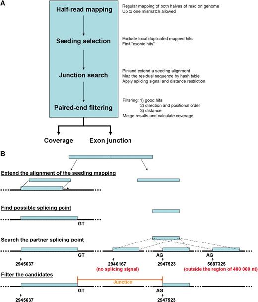 Workflow of standard SpliceMap and outline of junction search based on half-read mapping: ( a ) SpliceMap consists of four steps: half-read mapping, seeding selection, junction search and paired-end filtering. SpliceMap outputs coverage plot and junctions detected. ( b ) Each half-read is aligned to the genome and extended to obtain the partial alignment. The remaining part of the read, if at least 10 nt, will be used to search for its matches within a neighborhood (400000 nt). The GT–AG splicing signal is also used to filter the matches.