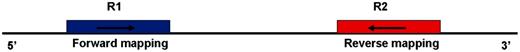The direction and positional order of the paired-end reads (R1–R2). If the sequencing sample is the same as the original copy, the read R1 should be mappable in forward direction in 5′-end and R2 in reverse direction in 3′-end. If the sequencing sample is the complementary copy, the read R1 should be mappable in reverse direction in 3′-end and R1 in forward direction in 5′-end.