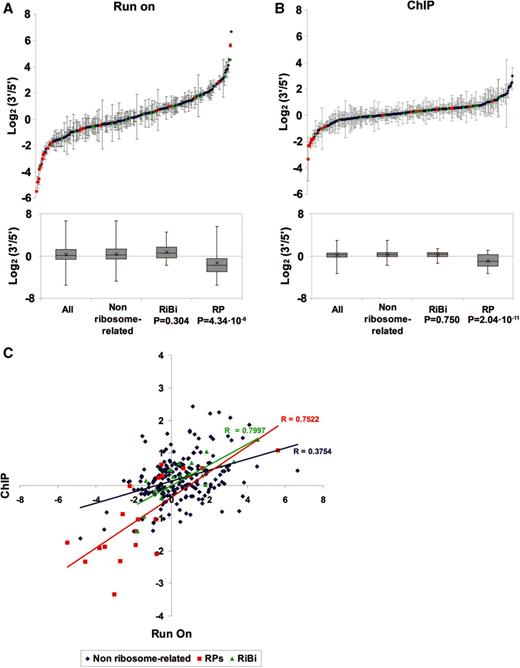 ( A ) Average 3′/5′ ratios of the run-on signals obtained from a wild-type BY4741 strain for the transcriptional units present in the 377 genes array. RP genes are represented in red and RiBi genes in green. Error bars represent standard deviation. The box-and-whiskers diagrams represent the minimum, the maximum, the average (cross), the median and the 25th and the 75th percentiles of the average 3′/5′ run-on ratios for the indicated gene categories. The P -values of the Student’s two-tailed t -test for those samples with unequal variances are shown. ( B ) The same as in A but for the ChIP signals obtained with the 8WG16 antibody. ( C ) Scatter plot of the average 3′/5′ run-on ratios in A ( X -axis) versus the average 3′/5′ ChIP ratios in B ( Y -axis). Linear regressions and their corresponding Pearson’s correlation coefficients (R) are shown.