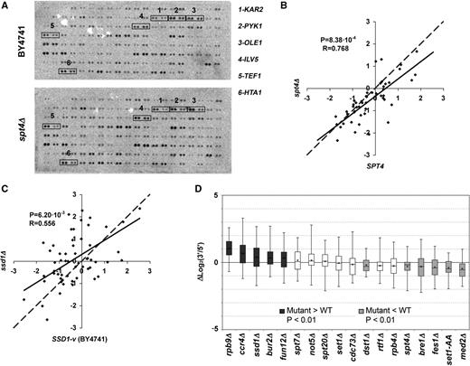 ( A ) Image of a typical hybridization of the array of highly expressed genes with a run-on preparation from the BY4741 wild-type strain (top) and an isogenic spt4Δ mutant (bottom). See Supplementary Figure S1 and Supplementary Table SI for probe keys. The signals of six transcriptional units, in which changes in the 3′/5′ ratio between the wild type and the mutant can be easily seen, are squared. ( B ) Scatter plot of the run-on 3′/5′ ratios obtained for a wild-type BY4741 strain ( X -axis) and an spt4Δ mutant ( Y -axis). The dashed line represents a perfect match for the X and Y values. The continuous line represents linear regression. The distance between the two lines reflects the average effect of the mutant. P -value for the Student’s two-tailed t -test for paired samples ( P ) and Pearson’s coefficient (R) are shown. The lower the Pearson’s coefficient of a mutant, the more gene-specific its effect on the 3′/5′ ratios. ( C ) The same as in (B) but for the ssd1Δ mutant. ( D ) Box-and-whiskers diagrams representing the increments in the 3′/5′ run-on ratios for the transcription units present in the array of highly expressed genes, in the indicated mutant, related to the corresponding isogenic wild types. The boxes representing the mutants with a significantly higher P -value are shown in dark gray, those with a significantly lower value are represented in light gray, and those with no statistically significant difference are represented in white.