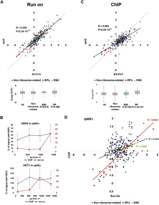 ( A ) Scatter plot of the run-on 3′/5′ ratios obtained for a wild-type BY4741 strain ( X axis) and an rpb9Δ mutant ( Y axis) using the array of 377 genes. The box-and-whiskers diagrams summarize the rpb9Δ /wild-type differences for the genes belonging to the indicated gene categories. The effect of rpb9Δ on RP and RiBi genes, relative to non ribosome-related genes, was challenged with the Student’s two-tails t -test for samples with unequal variances; P -values are shown underneath. The other details are as in Figure 3 B. ( B ) Comparison of the run-on profile (red) and the RNA pol II ChIP profile (blue) of the rpb9Δ mutant (relative to the wild-type profile) in HXK2 and HXT1 . Error bars represent standard deviation. ( C ) The same as in (A) but for the RNA pol II 3′/5′ ratios. ( D ) Scatter plot of the average run-on and ChIP 3′/5′ ratios of rpb9Δ corresponding to the genes represented in the 377 genes array. Linear regressions and their corresponding Pearson’s coefficients are shown.