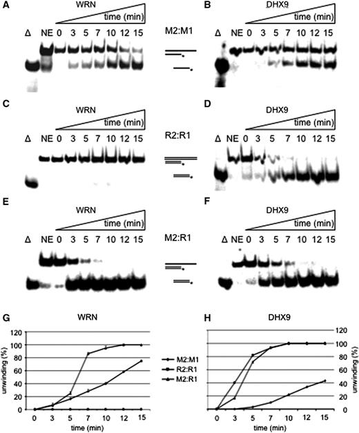 Unwinding of short fully hybridized strands. Time course for the unwinding of M2:M1 by WRN ( A ) or DHX9 ( B ), unwinding of R2:R1 by WRN ( C ) and DHX9 ( D ), and melting of M2:R1 by WRN ( E ) or DHX9 ( F ) 28 nM of WRN or of DHX9 and 1 nM of substrates were used for each experiment. Triangle represents heat-denatured DNA substrate control, NE no enzyme. The positions of the substrates and reaction products are indicated; double lines depict RNA containing strands. The asterisk represents the 5′-labeled nucleotide. Quantifications of duplex unwinding by WRN ( G ) and DHX9 ( H ) are also depicted. Error bars indicate SD as derived from three independent experiments.