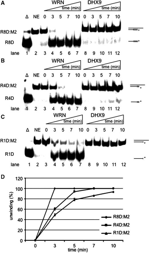 Unwinding of Okazaki fragment-like structures. ( A ) Time course of unwinding of R8D:M2. ( B ) Time course of unwinding of R4D:M2. ( C ) Time course of unwinding of R1D:M2. Unwinding of either construct by 28 nM WRN (left) or DHX9 (right) and 1 nM of substrate is shown in a 10-min time scale. Triangle represents, heat-denatured control; NE, no enzyme. 8R, 4R and 1R indicate the numbers of ribonucleotides at the 5′ ends. ( D ) Quantification of unwinding of R8D (diamonds), R4D (squares) and R1D (triangles) by WRN. Error bars indicate SD as derived from three independent experiments.