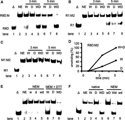 DHX9 stimulates the unwinding of Okazaki fragment-like structures by WRN. ( A ) Unwinding of 1 nM R8D:M2 catalyzed by 14 nM WRN (lanes 3 and 6), 14 nM DHX9 (lanes 4 and 7) or 14 nM each of WRN and DHX9 (lanes 5 and 8) after 3 min (lanes 3–5) or 5 min (lanes 6–8) incubation at 37°C. ( B ) The same experiment as shown in panel A except that 1 nM R1:M2 was used as substrate. ( C ) The same experiment as shown in panel A except that 1 nM M1:M2 was used. ( D ) Quantification of the unwinding of R8D:M2 by 14 nM WRN in the presence of 14 nM DHX9. ( E ) Unwinding of 1 nM R8D:M2 catalyzed by 21 nM poisoned WRN (w, lane 3), 21 nM poisoned DHX9 (d, lane 4), and 21 nM each of NEM-poisoned WRN and DHX9 (wd, lane 5). Poisoning could be rescued by adding 0.1 M DTT together with NEM (lanes 6–8). ( F ) Unwinding of 1 nM R8D:M2 catalyzed by 21 nM WRN (lane 3), DHX9 (lane 4), WRN plus DHX9 (lane 5), NEM-poisoned WRN plus untreated DHX9 (w, lane 6), NEM-poisoned DHX9 plus untreated WRN (Wd, lane 7), and poisoned WRN plus poisoned DHX9 (wd, lane 8). Error bars indicate SD as derived from three independent experiments.
