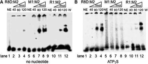 WRN binds to R8D:M2, M2:R1, and M2:M1 in an ATPγS-dependent manner. ( A ) Substrate (50 fmol) was incubated without (NE, lane 1) and with increasing amounts of WRN (as indicated) in the absence of any nucleotide. ( B ) The same experiment as shown in panel A, but this time in the presence of 1 mM ATPγS. The radiolabeled DNA species were analyzed on a native 4% PAGE and visualized by PhosphorImaging. The bands in the slots on top of the gel were also visible in many no enzyme controls and probably represent aggregated substrate.