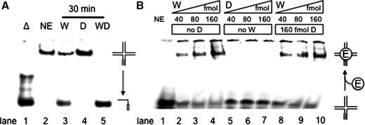 DHX9 stimulates the WRN-catalyzed branch migration of an RNA-primer containing HJ. ( A ) WRN-catalyzed (28 nM) unwinding of 1 nM of the synthetic RNA-primer HJ substrate R8M4:M2*:S1:S2. WRN unwound about half of the substrate within 30 min at 37°C (lane 3) while DHX9 failed to do so (lane 4). With 28 nM each of DHX9 and WRN complete unwinding was achieved (lane 5). The reaction products were resolved on a native 10% polyacrylamide gel and visualized by PhosphorImaging. ( B ) 60 fmol radiolabeled HJ were incubated with the indicated amounts of WRN and/or DHX9. After 20 min preincubation at 37°C in the presence of 1 mM ATPγS, the products were separated by electrophoresis through a 4% non-denaturing polyacrylamide gel at 4°C and visualized using a PhosphorImager. The bands in the slots on top of the gel were also visible in the no enzyme control (lane 1) and probably represent aggregated substrate.