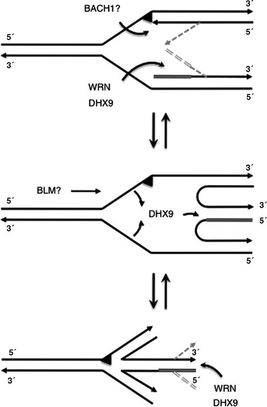 Model for a cooperation of WRN and DHX9 at stalled replication forks. The arrowheads indicate 3′-ends, the triangle indicates a damaged site, the double line shows primer RNA, and the gray lines display proposed intermediate structures. See text for more details.